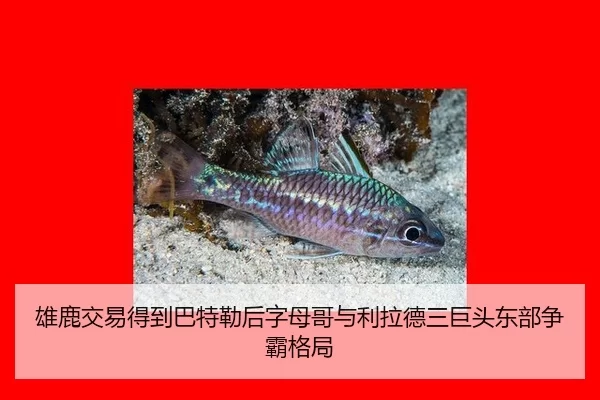 xiong-lu-jiao-yi-de-dao-ba-te-lei-hou-zi-mu-ge-yu-li-la-de-san-ju-tou-dong-bu-zheng-ba-ge-ju-2-244.jpg